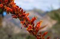 Desert Flowers-3698