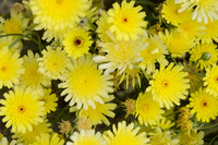 Desert Flowers-3701