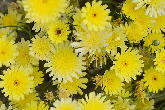 Desert Flowers-3701