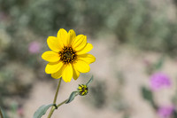 Desert Flowers-3721