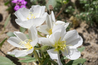 Desert Flowers-3717