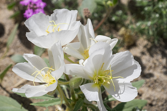 Desert Flowers-3717
