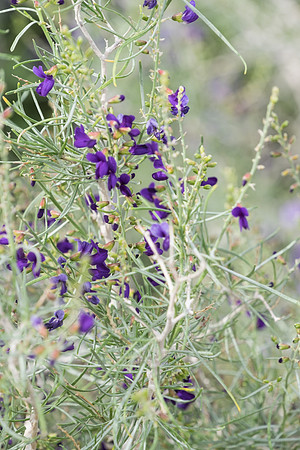 Desert Flowers-3711