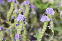 Desert Flowers-3712