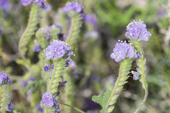 Desert Flowers-3712