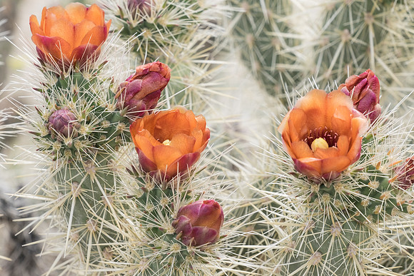 Desert Flowers-3697