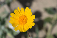 Desert Flowers-3735