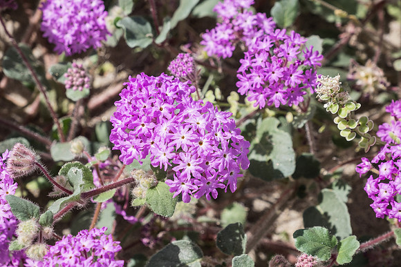 Desert Flowers-3716