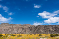 Desert Flowers-3730