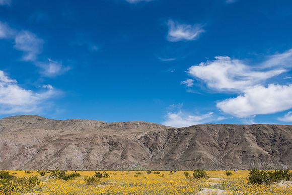 Desert Flowers-3730