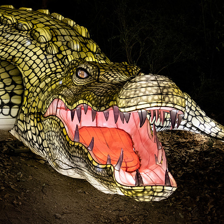 Glow in the Park-2563