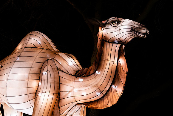 Glow in the Park-2628