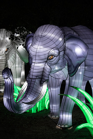 Glow in the Park-2582