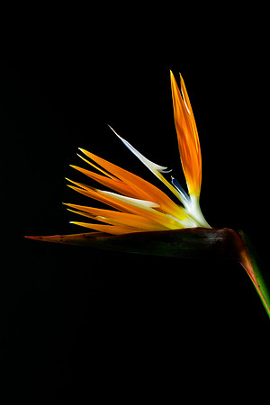 Bird of Paradise-2020947