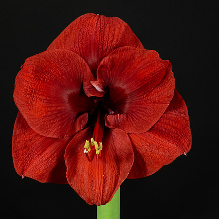 Amaryllis-8265