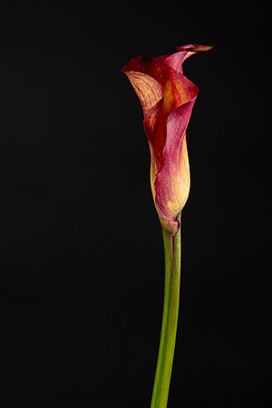 Calla Lily-0581