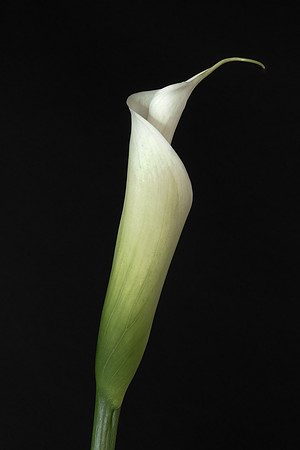 Calla Lily-2030974