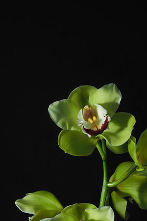 Cymbidium-2161254
