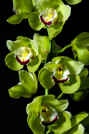 Cymbidium-2151247