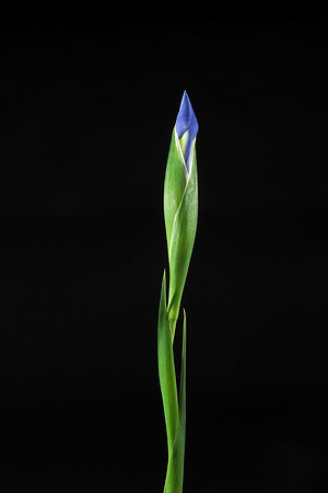 Iris-2241310