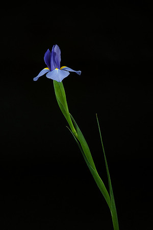 Iris-2251321