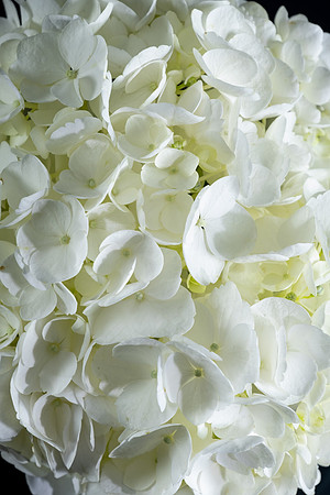 Hydrangea-7353