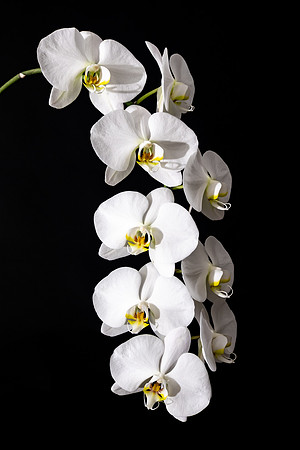 Phalaenopsis-0146