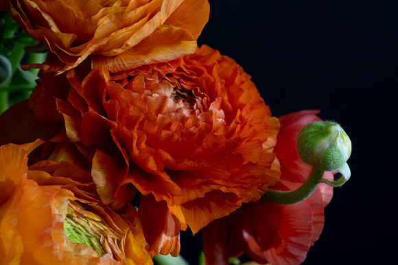 Ranunculus-1447