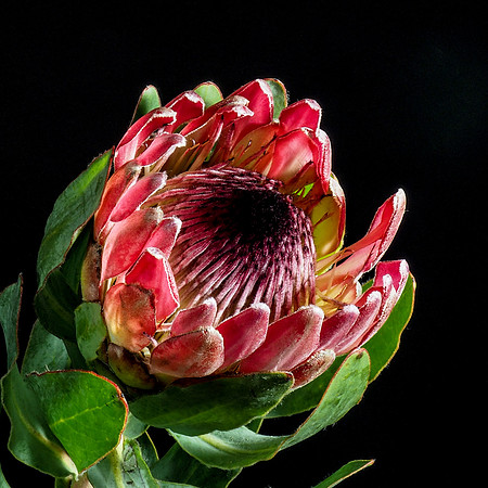 Protea-7190091-2
