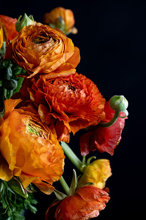 Ranunculus-1467