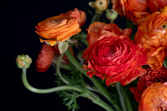 Ranunculus-1523