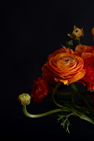 Ranunculus-1607