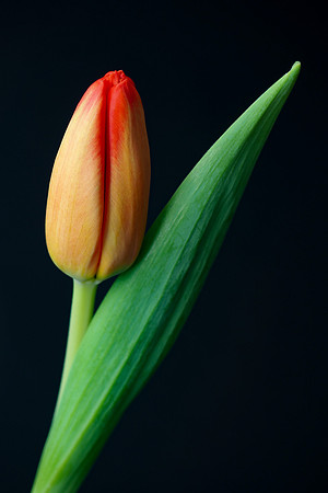 Tulip-2101110