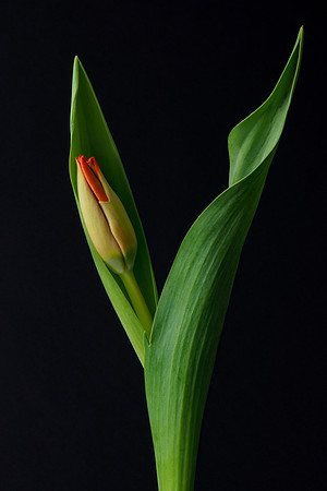 Tulip-2101118