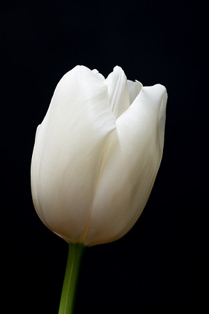 Tulips-0284