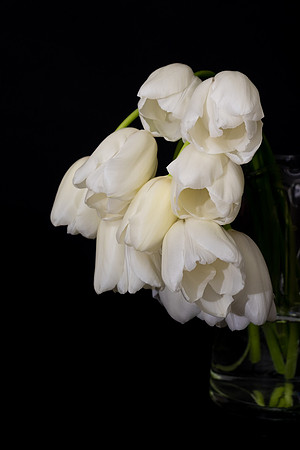 Tulips-0424