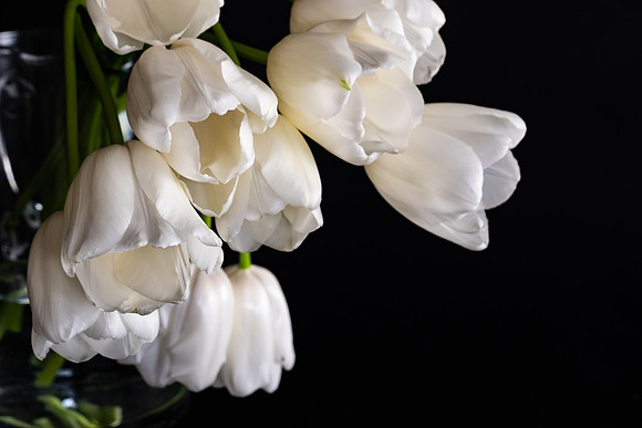 Tulips-0456