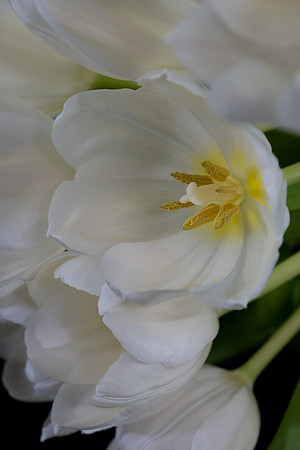 Tulips-1998