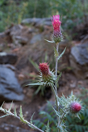 Oak Creek-4011
