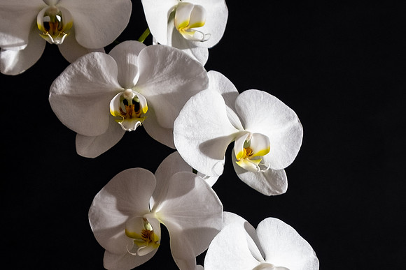 Phalaenopsis-9825-3