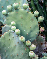 Desert Botanical Phoenix-7131