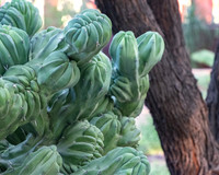 Desert Botanical Phoenix-7058