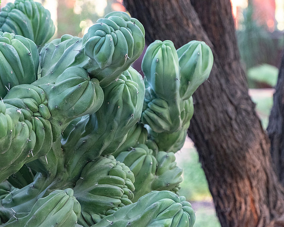 Desert Botanical Phoenix-7058