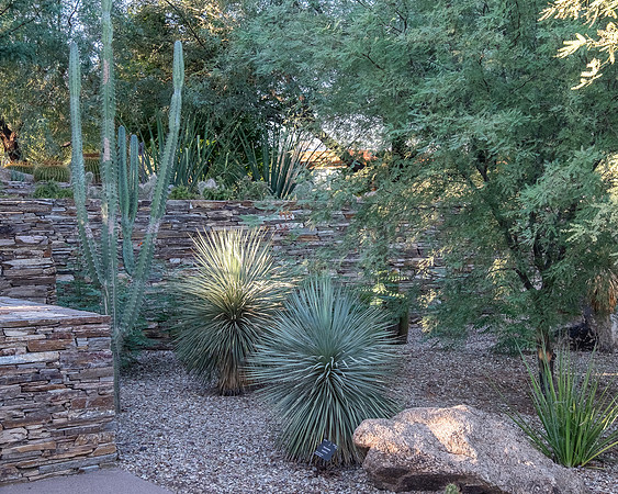 Desert Botanical Phoenix-7069