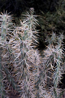 Botanical Garden Phoenix-9778-2