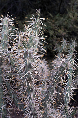 Botanical Garden Phoenix-9778-2