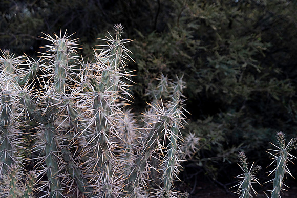 Botanical Garden Phoenix-9778