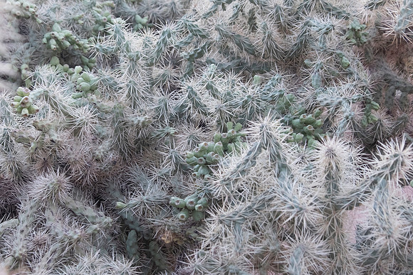 Botanical Garden Phoenix-9755