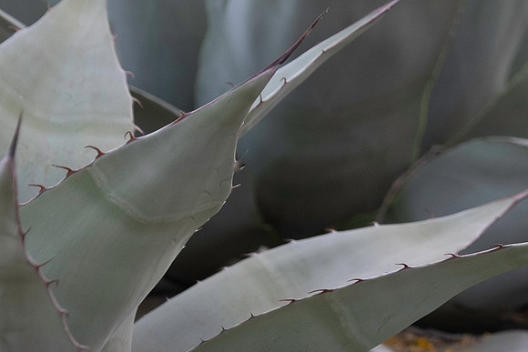 Botanical Garden Phoenix-9948