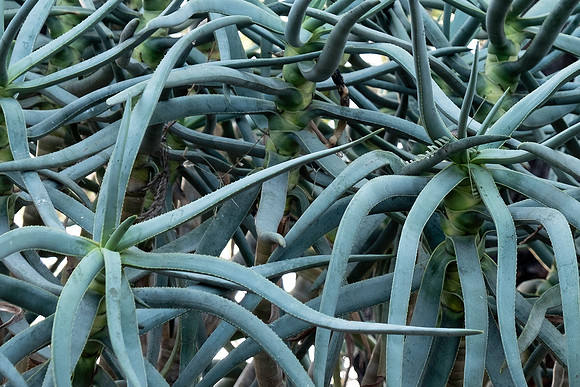 Botanical Garden Phoenix-9923